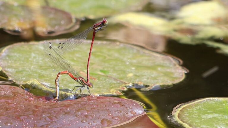 Lire la suite à propos de l’article Biodiversité – étang
