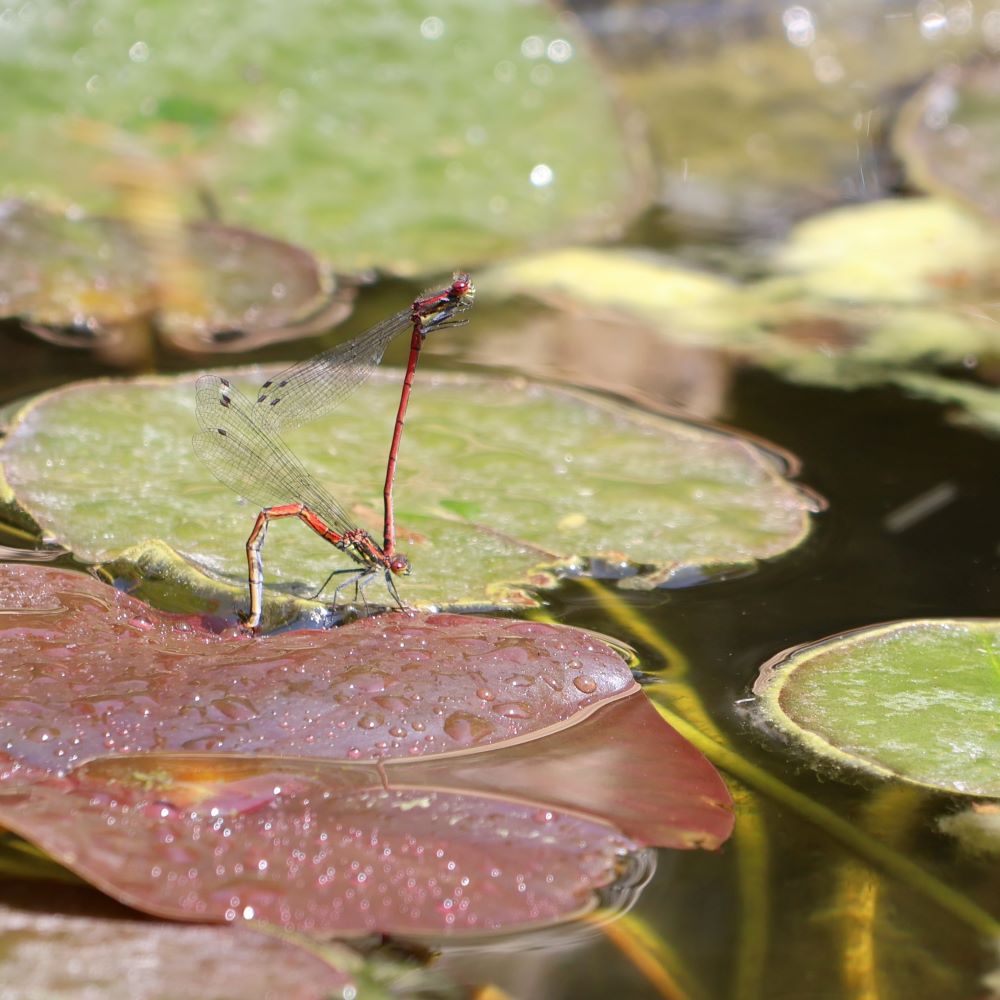 Lire la suite à propos de l’article Biodiversité – étang