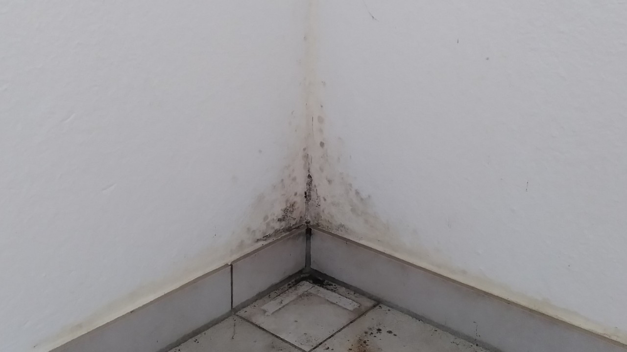 Lire la suite à propos de l’article Humidité ambiante vs moisissures