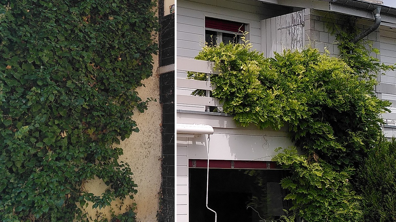Lire la suite à propos de l’article Plantes grimpantes et murs extérieurs